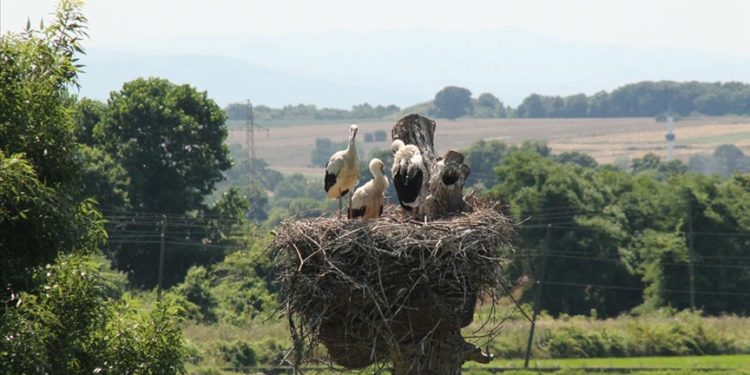 Kızılırmak Deltası Kuş Cenneti'ndeki leylekler yuvalarında görüntülendi