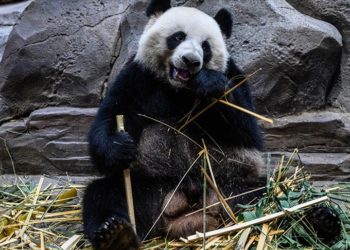 Güney Kore’de ilk defa ikiz panda dünyaya geldi