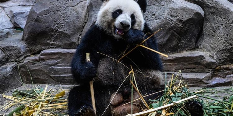 Güney Kore’de ilk defa ikiz panda dünyaya geldi