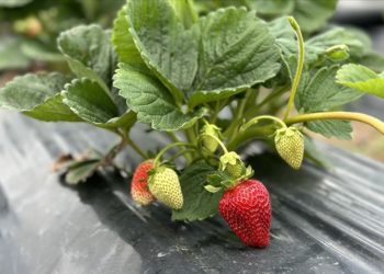 Sakarya'da Çilek Üretim Merkezi'nde hasat başladı
