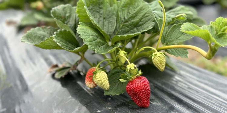 Sakarya'da Çilek Üretim Merkezi'nde hasat başladı