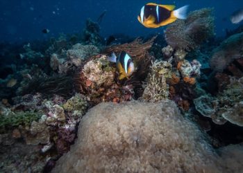 Florida kıyılarındaki okyanus sıcaklıklarındaki artış "mercan ağarmasına" yol açtı