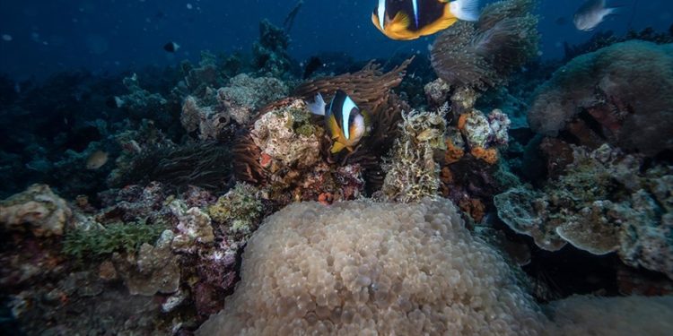 Florida kıyılarındaki okyanus sıcaklıklarındaki artış "mercan ağarmasına" yol açtı