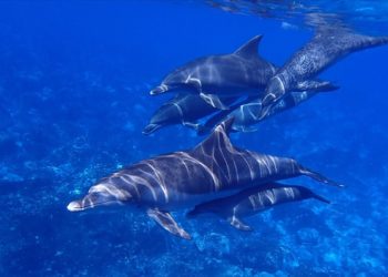 Araştırma: Anne yunuslar yavrularıyla konuşurken "bebek dili" kullanıyor