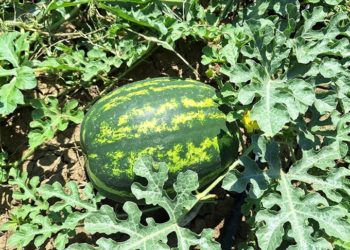 Bafra Ovası'nda erkenci karpuzun hasadına başlandı