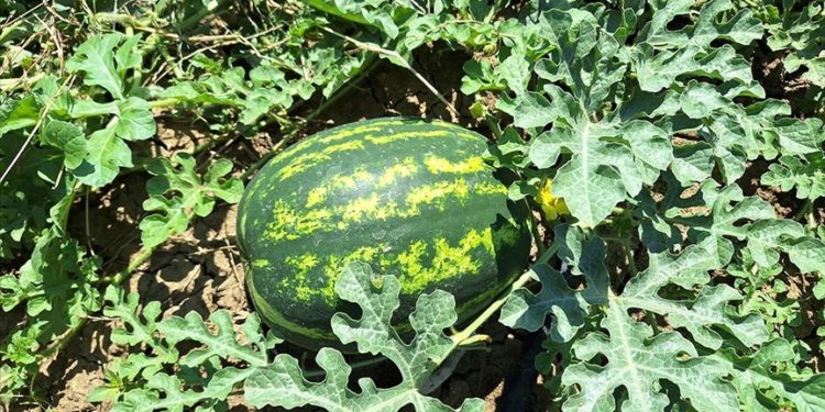 Bafra Ovası'nda erkenci karpuzun hasadına başlandı