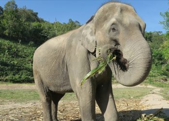 Araştırmacılar fillerin de insanlar gibi farklı yeme alışkanlıkları olduğunu kanıtladı