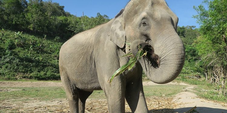 Araştırmacılar fillerin de insanlar gibi farklı yeme alışkanlıkları olduğunu kanıtladı