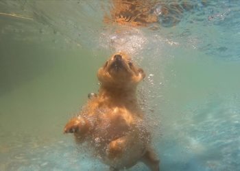 Gaziantep'te sıcaktan bunalan pet otel sakinleri havuzda serinliyor