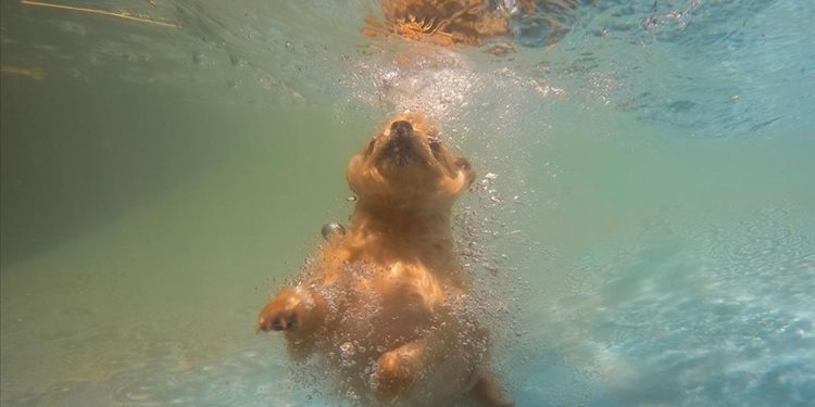 Gaziantep'te sıcaktan bunalan pet otel sakinleri havuzda serinliyor