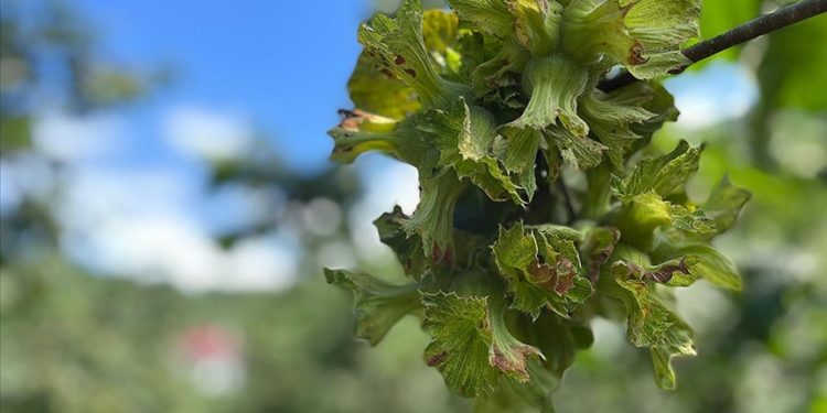 Trabzon'da fındık hasadına 12 Ağustos'ta başlanacak