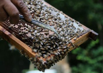 İranlı arıcılar Hirkani Ormanları’nın zengin florasında doğal bal üretiyor