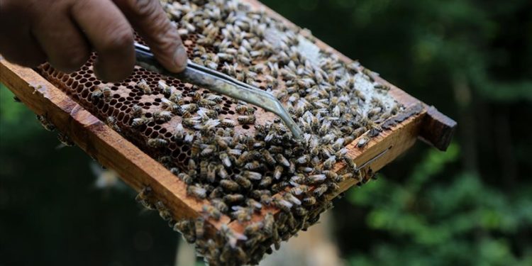 İranlı arıcılar Hirkani Ormanları’nın zengin florasında doğal bal üretiyor