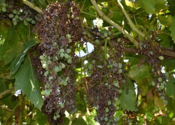 Düzensiz ve kuvveti yağış nedeniyle Manisa’da üzüm bağlarını “mildiyö” sardı