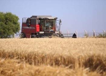 Kırklareli’nde bahar yağmurlarıyla rekoltesi artan buğday üreticisini sevindirdi