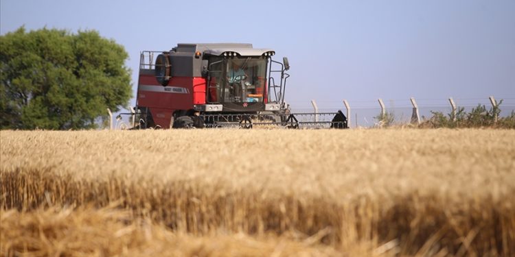 Kırklareli’nde bahar yağmurlarıyla rekoltesi artan buğday üreticisini sevindirdi