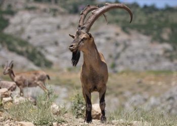 Kaçak avcılığa karşı korunan yaban keçileri Tunceli dağlarında güvenle yaşıyor