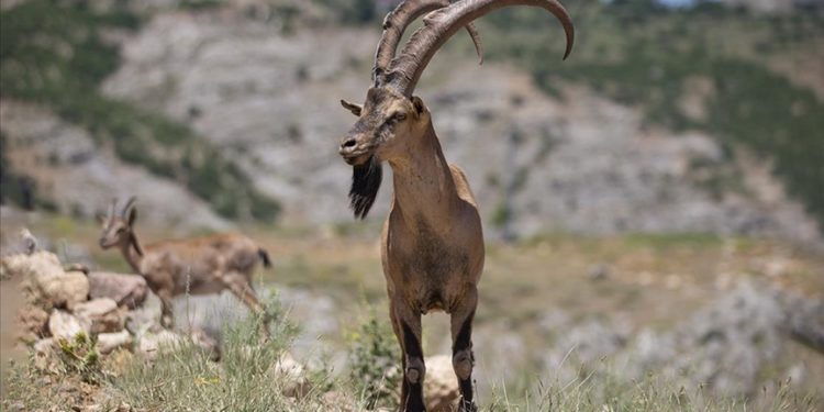 Kaçak avcılığa karşı korunan yaban keçileri Tunceli dağlarında güvenle yaşıyor