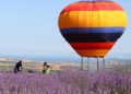 Tekirdağ'da lavanta tarlaları çok sayıda yerli ve yabancı turisti misafir etti