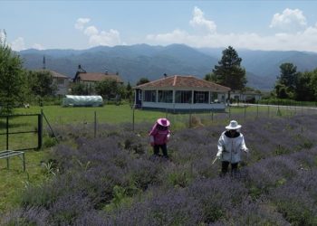 Salgın döneminde köye yerleşen matematik öğretmeni, çiftçi oldu