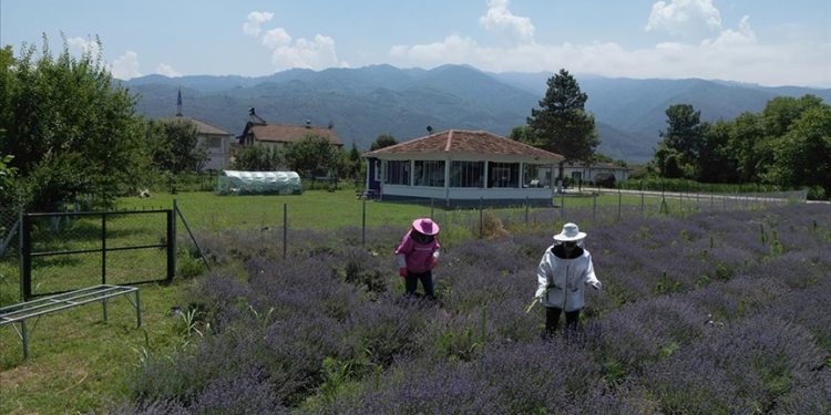 Salgın döneminde köye yerleşen matematik öğretmeni, çiftçi oldu