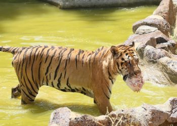Gaziantep Hayvanat Bahçesi sakinleri buzlu kokteyllerle serinliyor