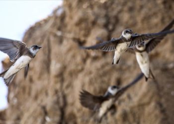 Koruma altına alınan kırlangıç yuvaları, fotoğrafçıların uğrak yeri oldu