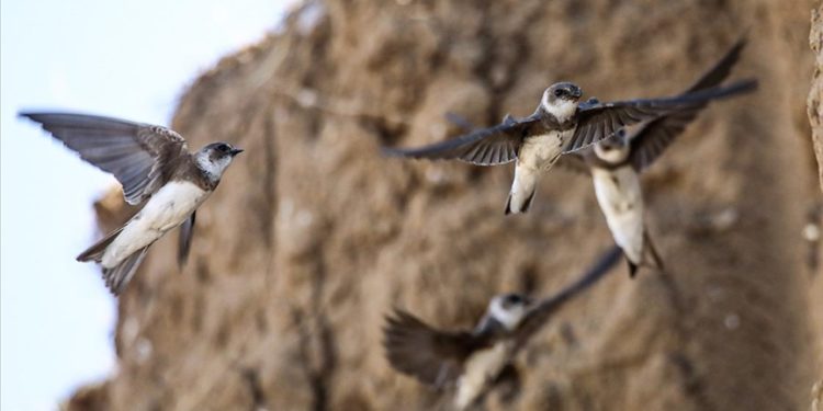 Koruma altına alınan kırlangıç yuvaları, fotoğrafçıların uğrak yeri oldu