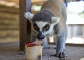 Tarsus Doğa Parkı sakinleri buzlu kokteyl ve yağmurlama sistemiyle serinliyor