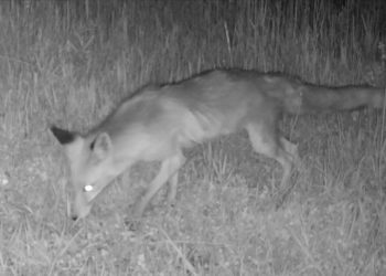 Ağrı Dağı'nda yiyecek arayan tilkiler fotokapanlara yansıdı