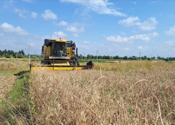 Bafra Ovası'nda 250 bin dekarda ekilen hububatta hasat dönemi başladı