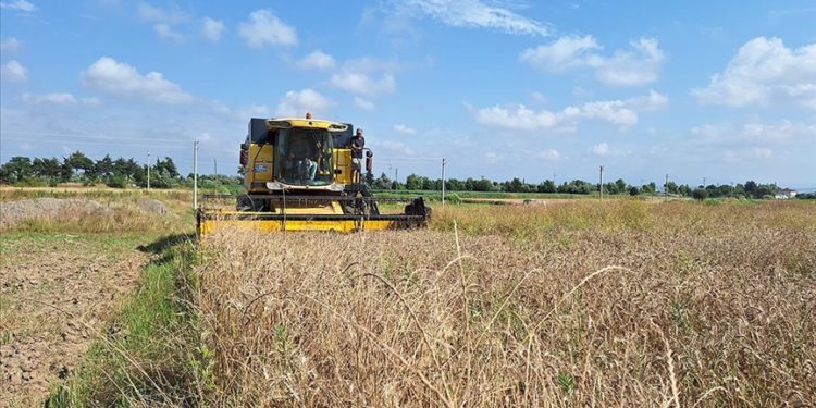 Bafra Ovası'nda 250 bin dekarda ekilen hububatta hasat dönemi başladı