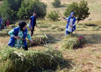 Muş'ta gönüllü gençler, hasta eşini yalnız bırakamayan adamın tarladaki otunu biçti