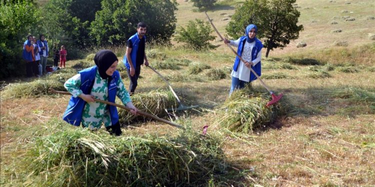 Muş'ta gönüllü gençler, hasta eşini yalnız bırakamayan adamın tarladaki otunu biçti