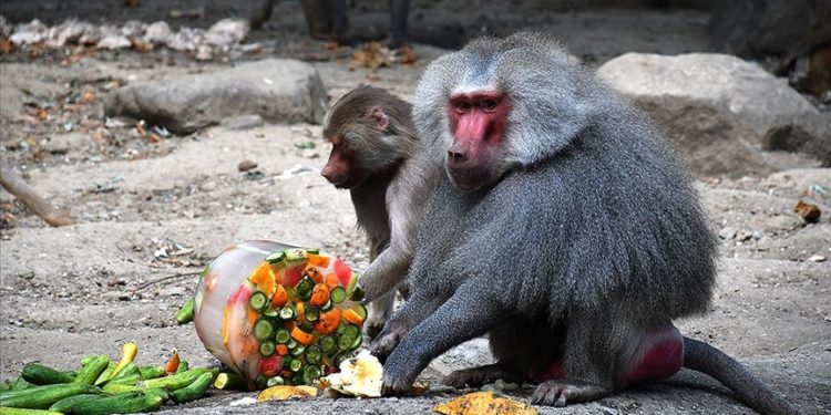 Bursa Hayvanat Bahçesi sakinleri duş ve buzlu meyve servisiyle serinliyor