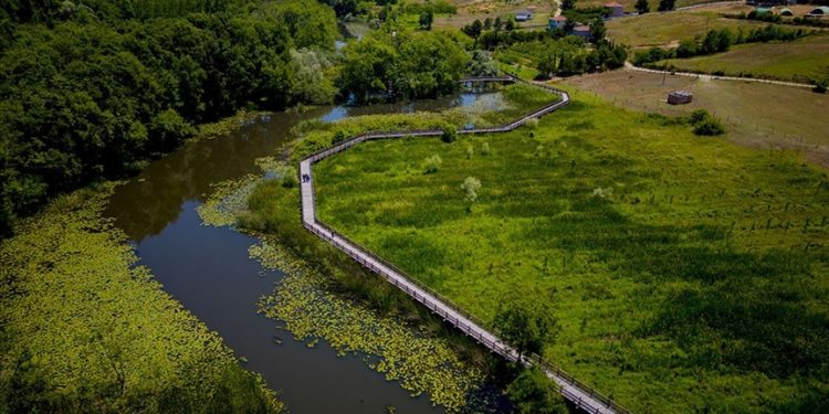 Nilüferlerin açtığı Acarlar Longozu misafirlerini ağırlıyor