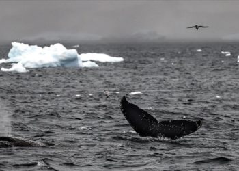 Bilim insanları buzul balinalarının neslinin düşünüldüğünden daha erken tükeneceğinden endişeli