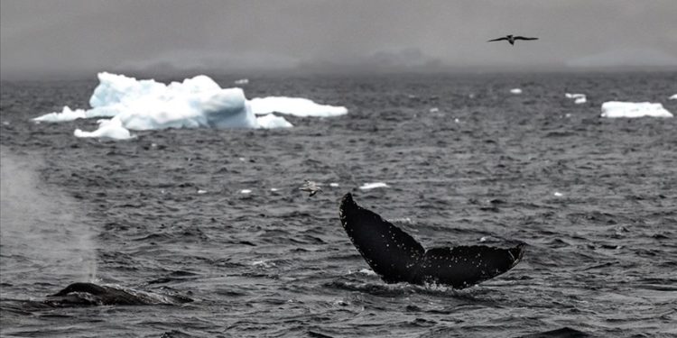Bilim insanları buzul balinalarının neslinin düşünüldüğünden daha erken tükeneceğinden endişeli