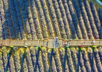 Bilecik'te kadın girişimcinin kurduğu lavanta bahçesi gün batımında ziyaretçilerini ağırlıyor