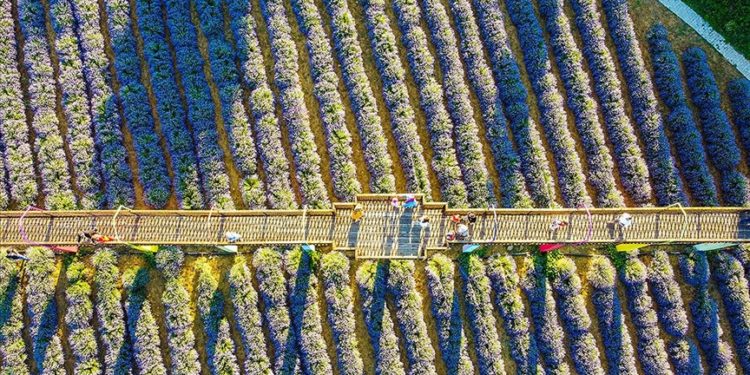 Bilecik'te kadın girişimcinin kurduğu lavanta bahçesi gün batımında ziyaretçilerini ağırlıyor
