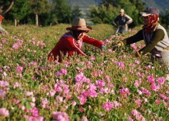 Gülden elde edilen ürünlerle 75 milyon dolarlık ihracat yapılması bekleniyor