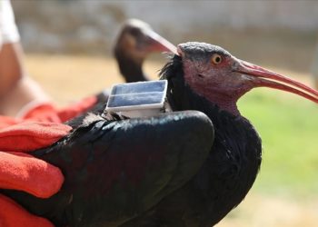 Şanlıurfa’da doğaya salınan 30 kelaynak kuşundan 4’üne göç yolunu takip için GPRS takıldı