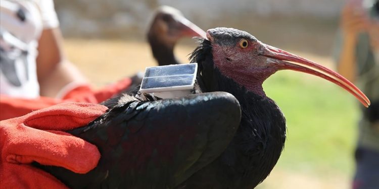Şanlıurfa’da doğaya salınan 30 kelaynak kuşundan 4’üne göç yolunu takip için GPRS takıldı