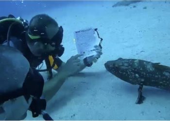 Antalya'da dalış eğitmeninin dersini orfoz balığının da izlemesi görüntülendi