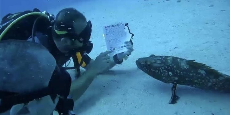 Antalya'da dalış eğitmeninin dersini orfoz balığının da izlemesi görüntülendi