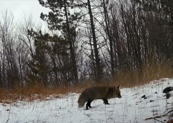 Kütahya’da yaban hayvanları fotokapanlarla görüntüledi