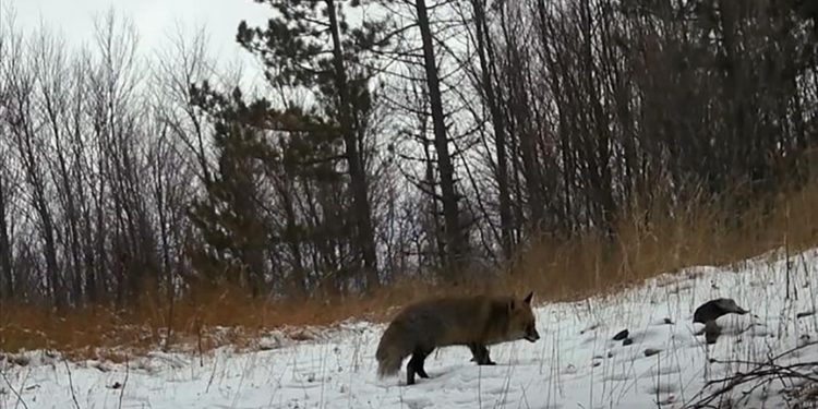 Kütahya’da yaban hayvanları fotokapanlarla görüntüledi