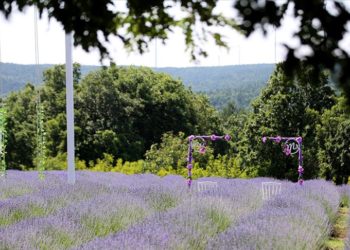 Göç ettiği köyünde başladığı lavanta yetiştiriciliğini meslek edindi