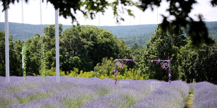 Göç ettiği köyünde başladığı lavanta yetiştiriciliğini meslek edindi