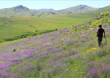 Bayburt’un zirvelerinde endemik bitkilerin izini sürüyor